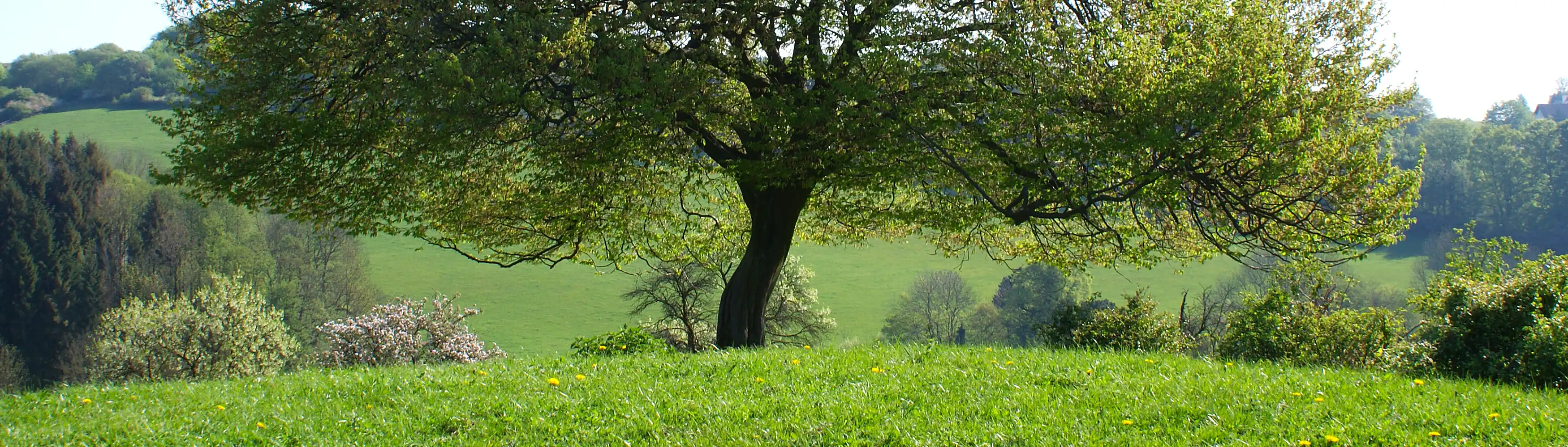 Banner Pauschalangebote